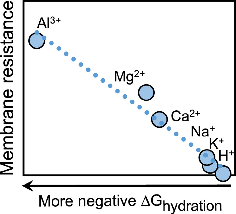 Graphical abstract for Impact of solution composition on the resistance of ion exchange membranes