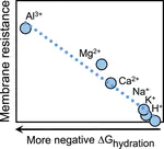 Impact of solution composition on the resistance of ion exchange membranes